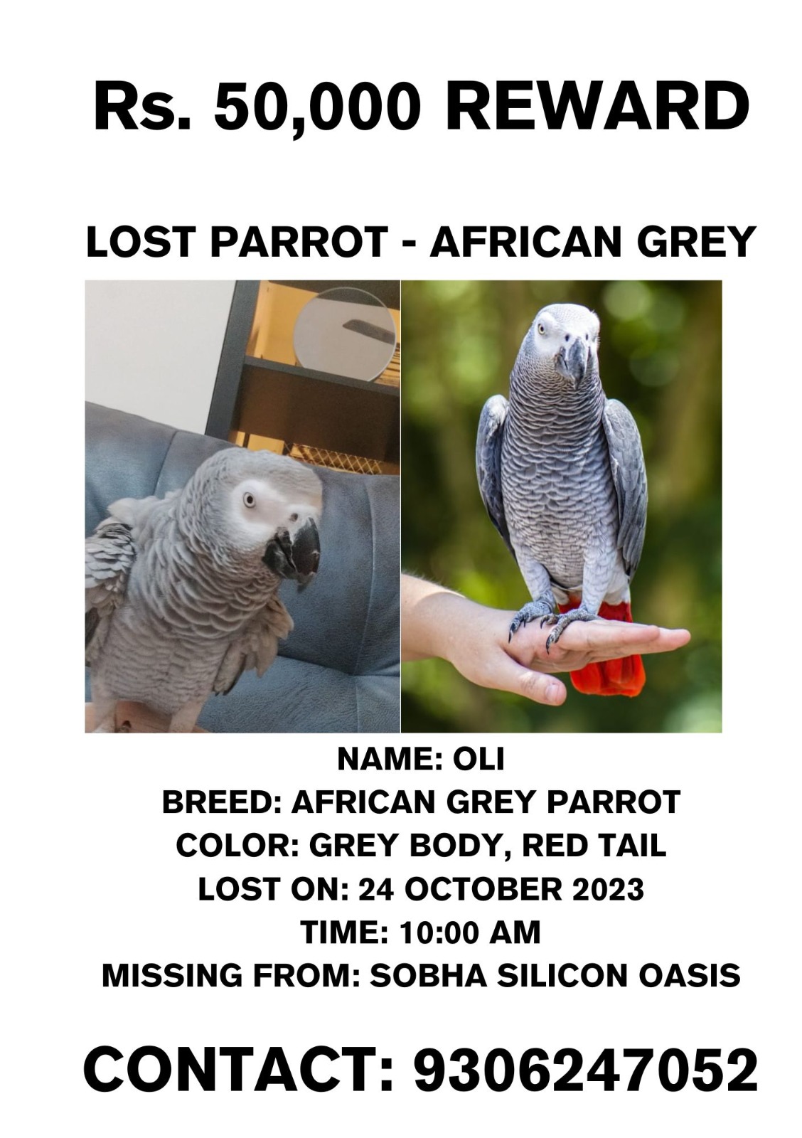 African Grey Parrot Prices