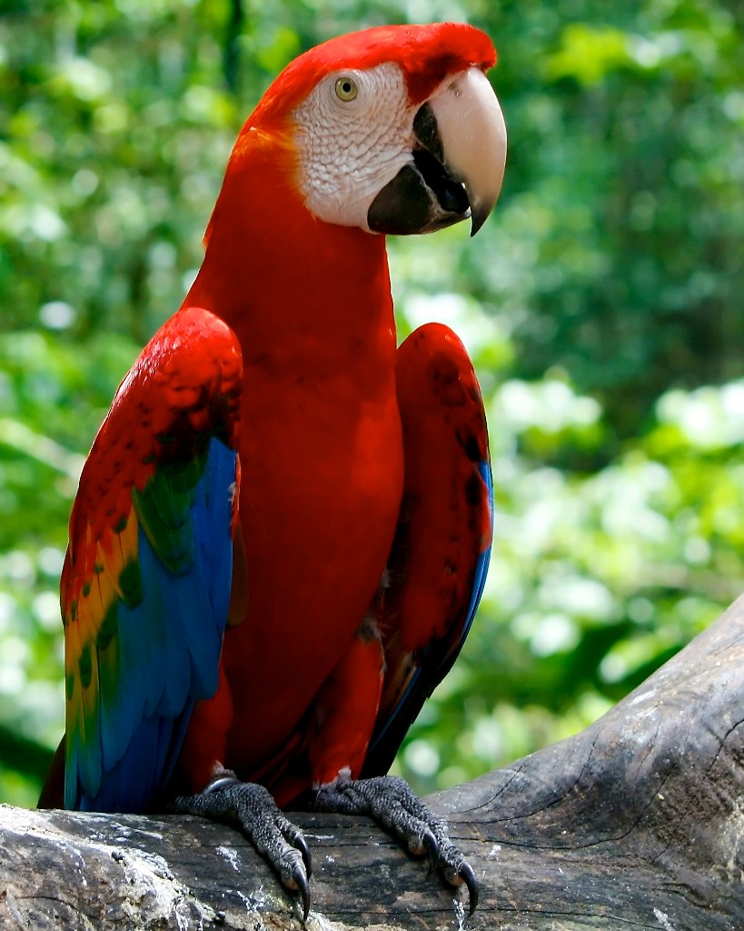 Red Parrot