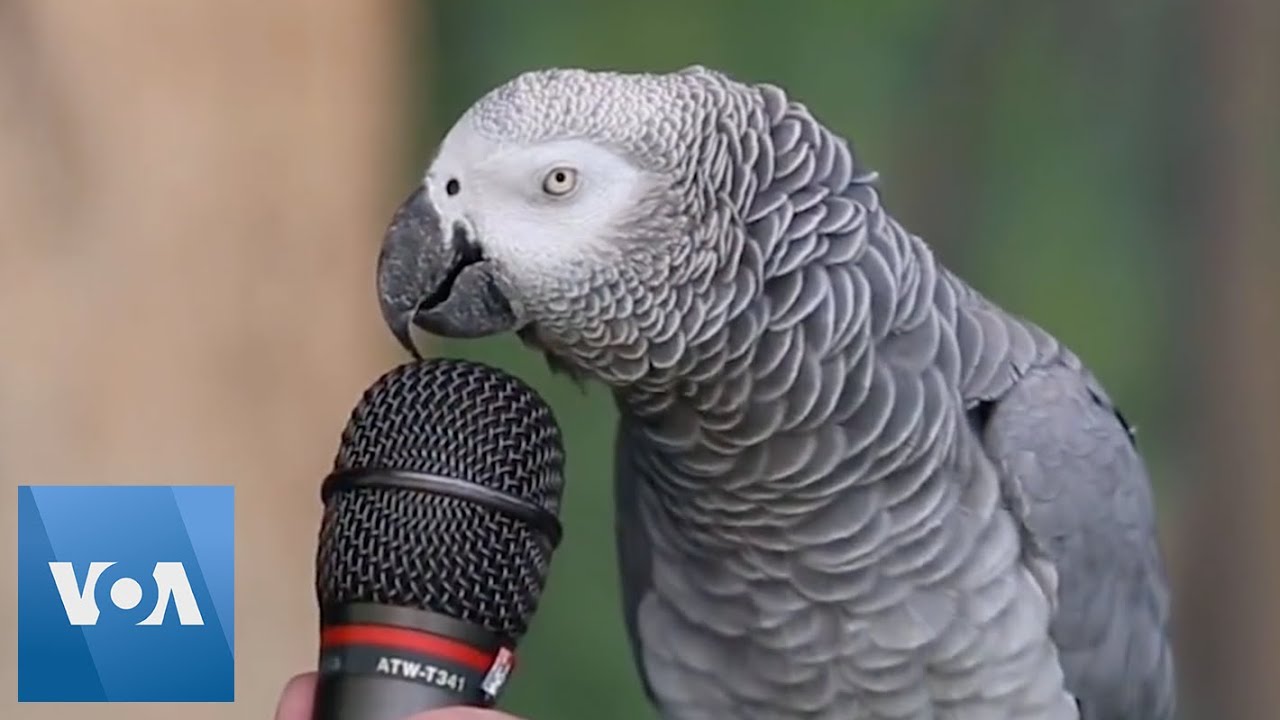 Colorful Talking Parrot