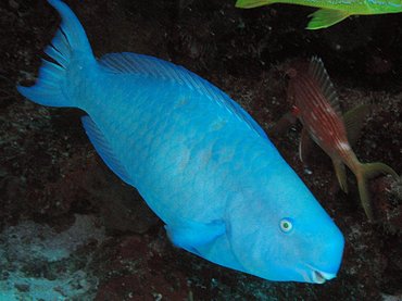 Blue Parrot Fish