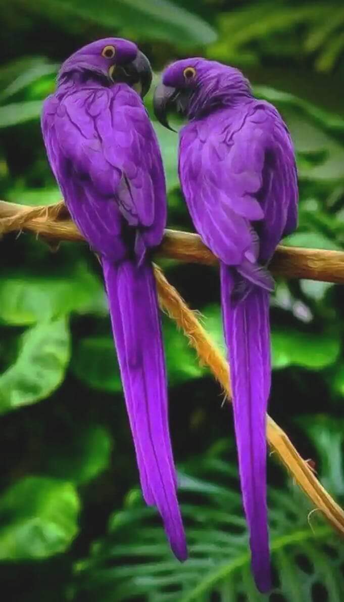 Colorful Purple Parrot