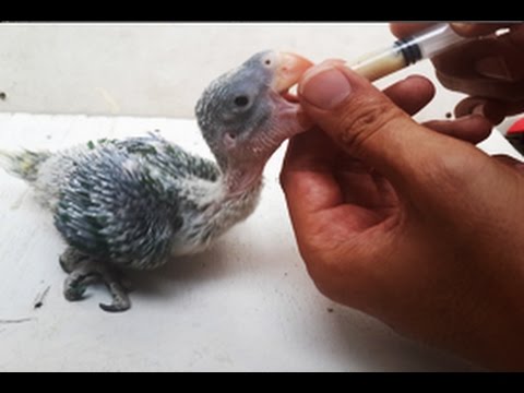 Caring for a baby parrot