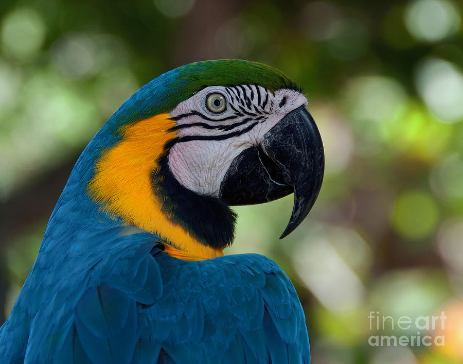 Parrot Head Merchandise Display