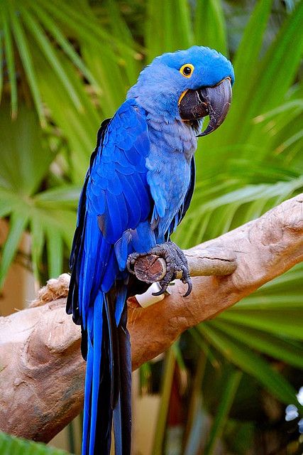 Blue Parrot SGI