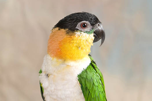 Caique Parrot