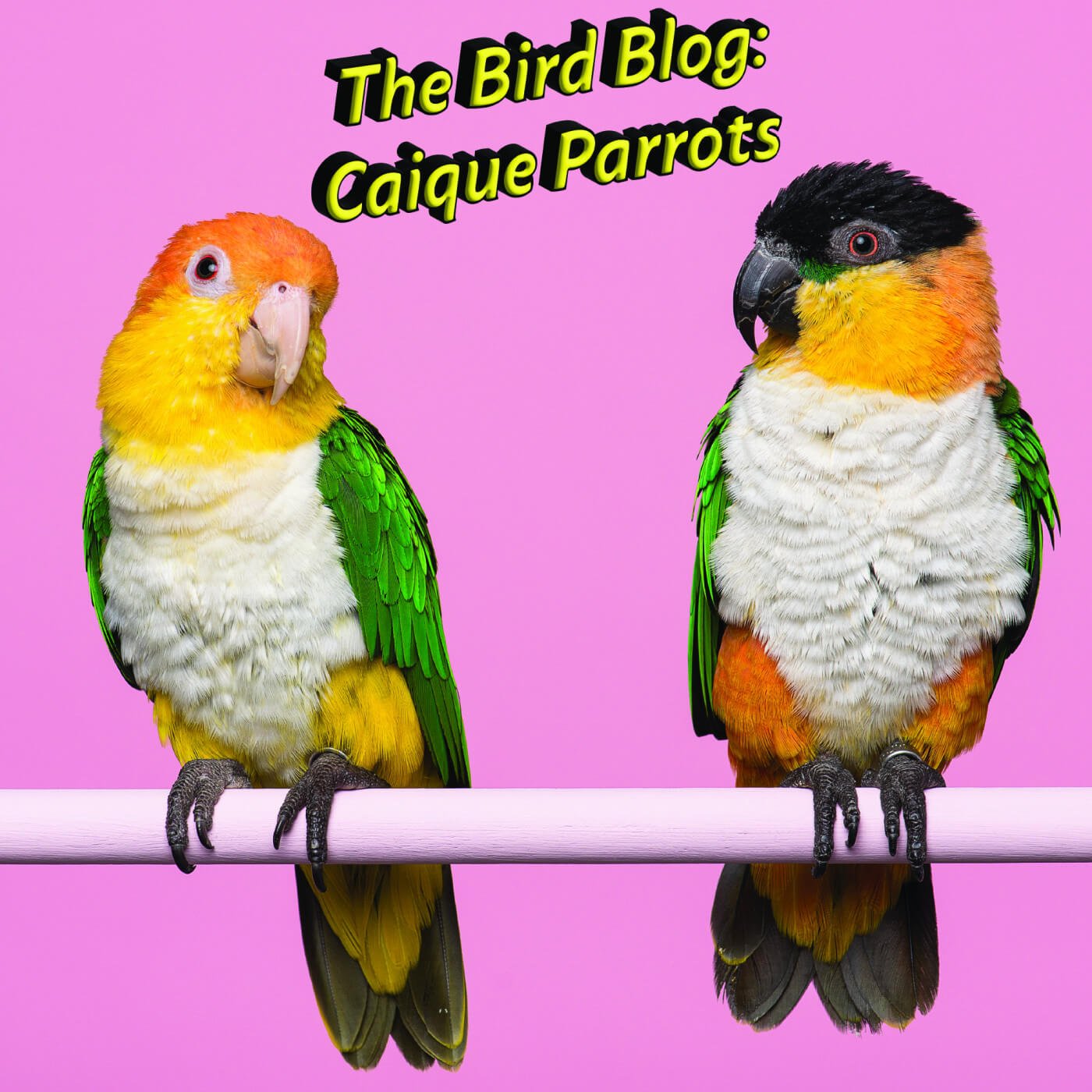 Caique Bird