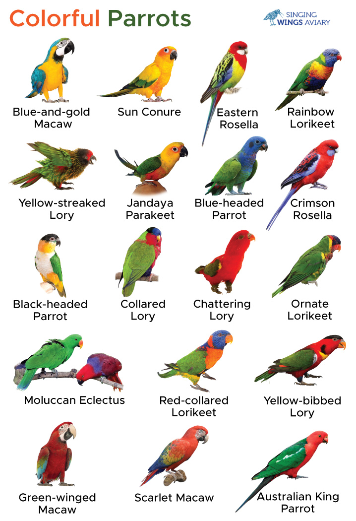 Colorful Parrot