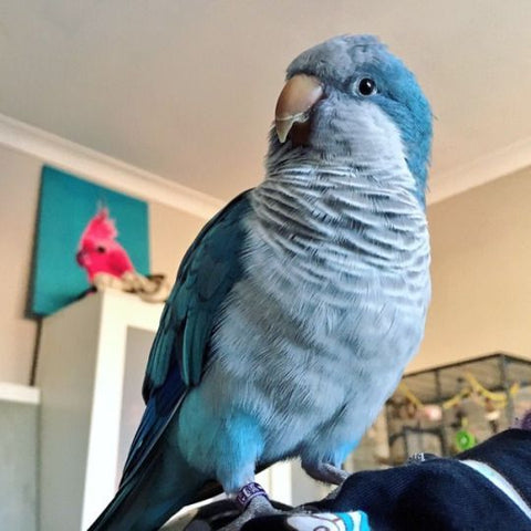 Blue Quaker Parrot