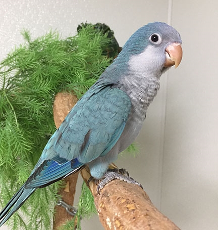 Another Blue Quaker Parrot