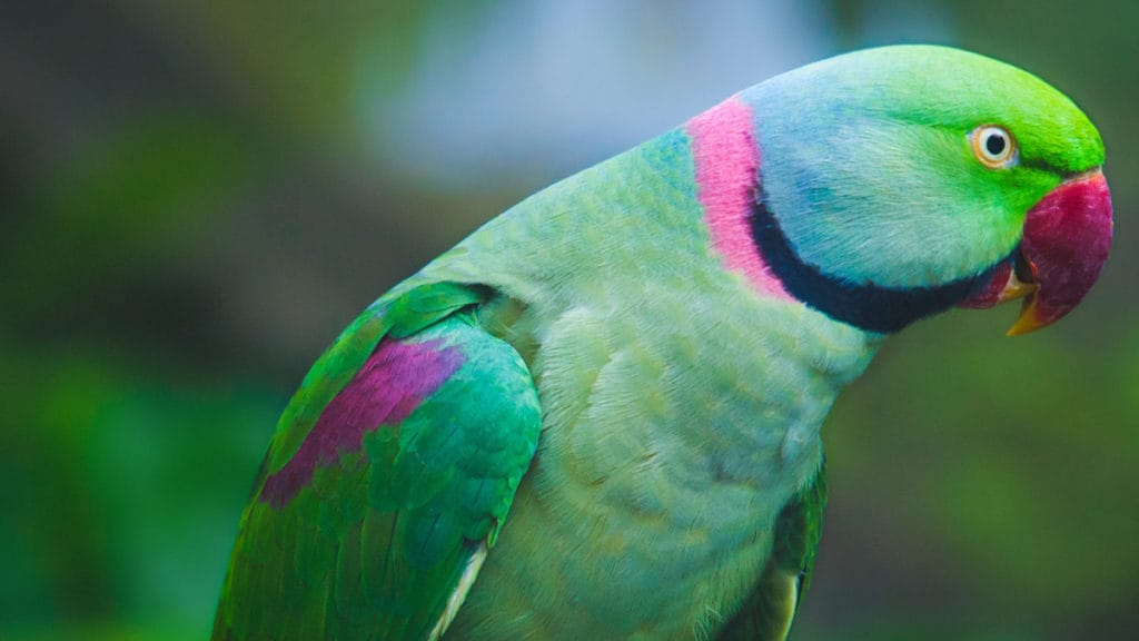 Parrot Feeding