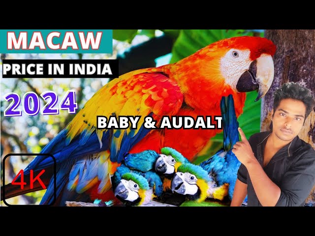 Macaw Parrot Pricing Trends 2025