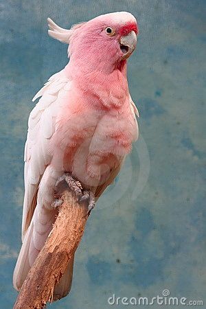 Colorful Pink Parrot