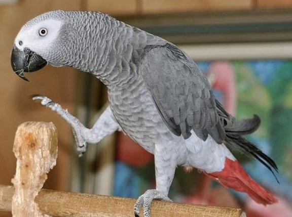 African Gray Parrot