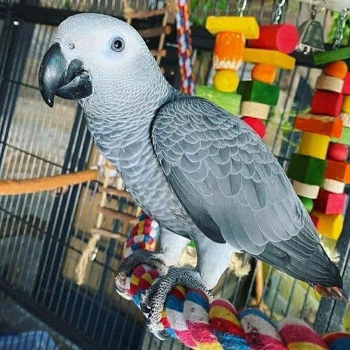 African Gray Parrot for Sale