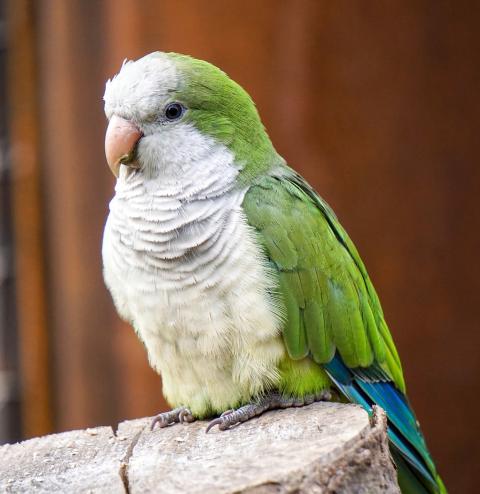 Quaker Parrot