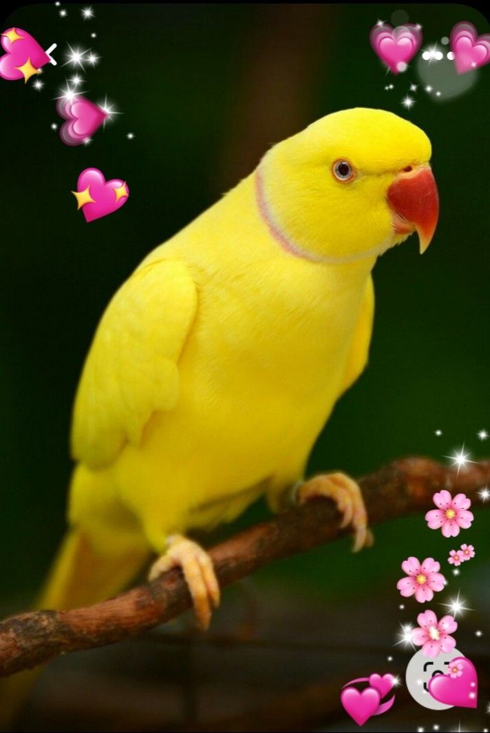 Yellow Parrot