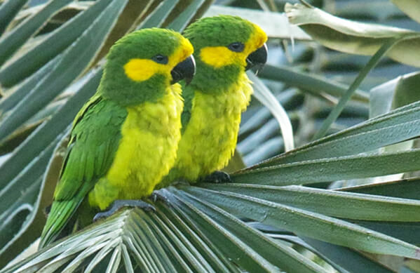 Colorful Yellow Parrot