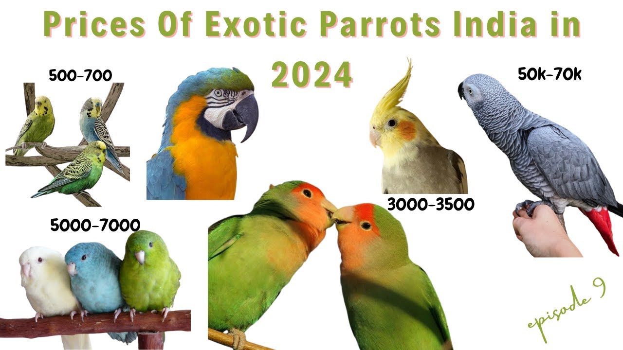 Parrots for Sale