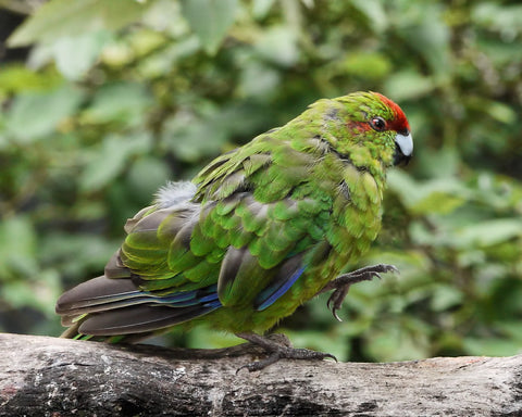 Kakariki Parrot