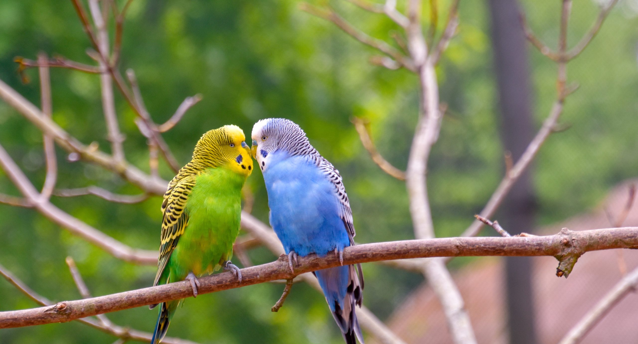 Kakariki Parrot in a cage