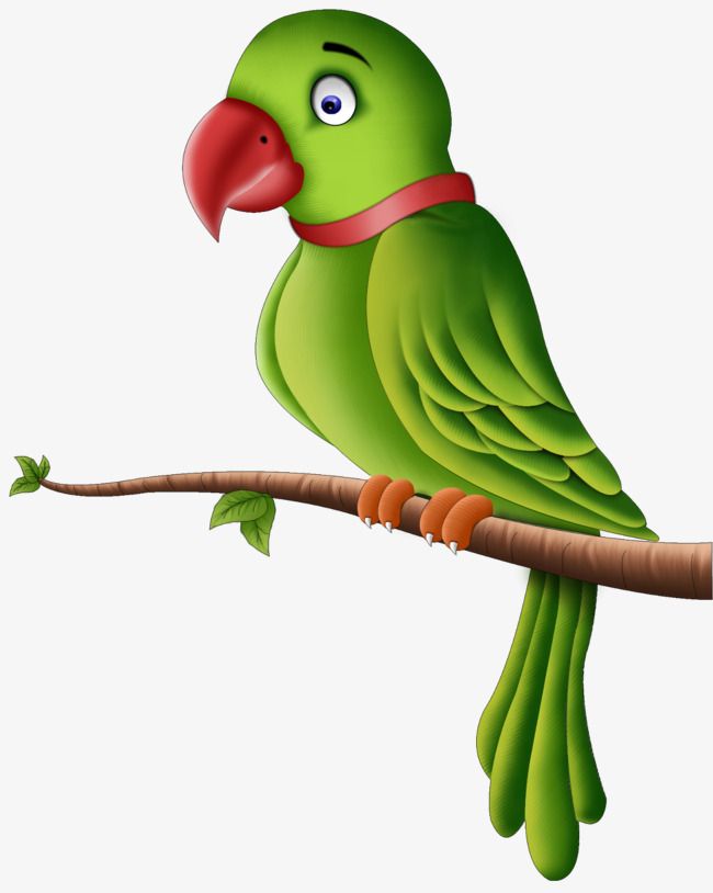 Animated Parrot Adventure