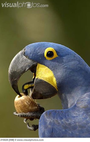 Parrot tongue anatomy