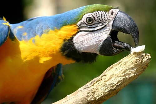 Healthy parrot tongue