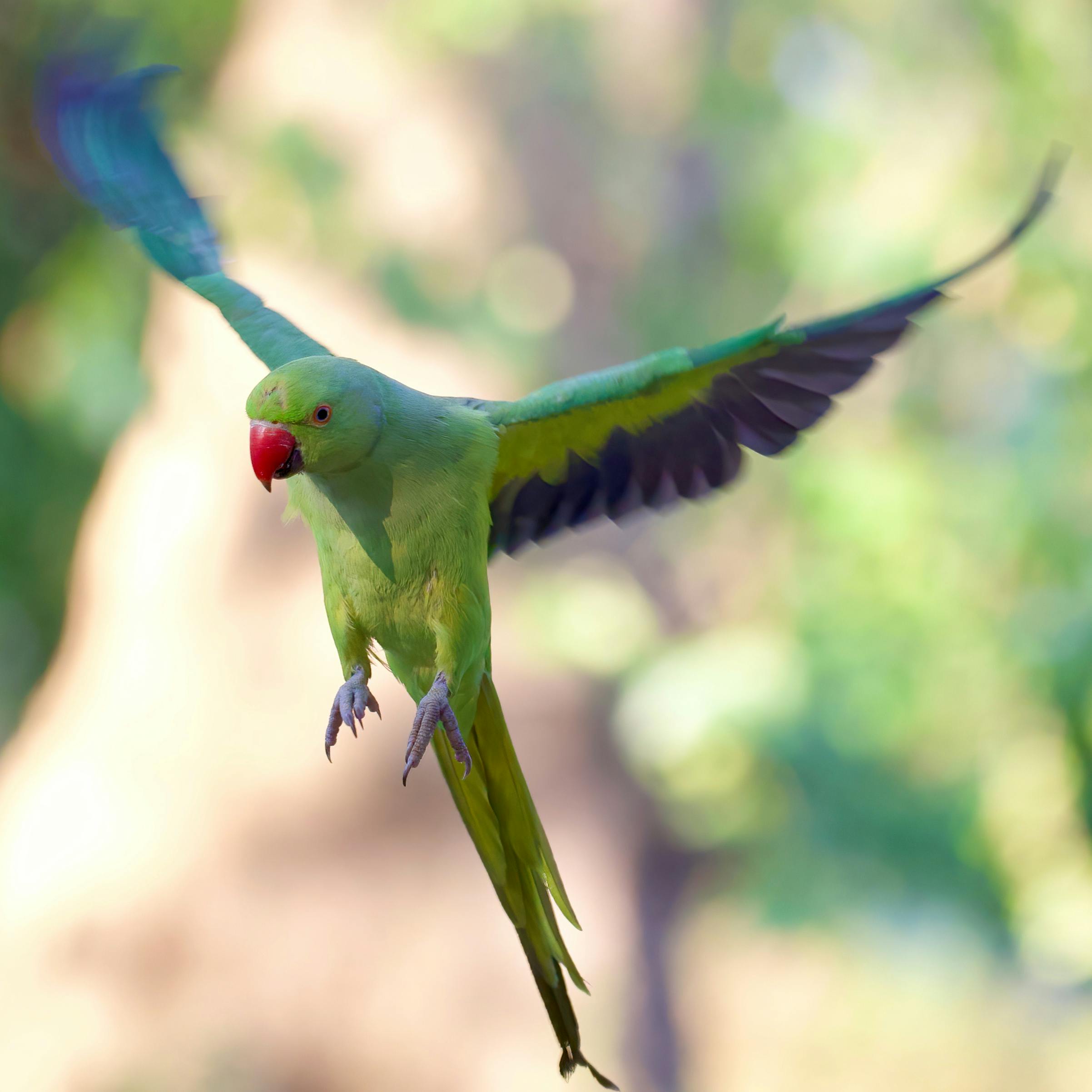 Parrots flying in the sky