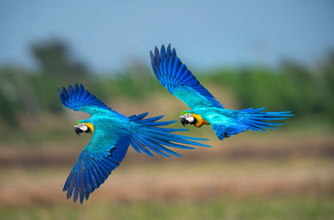 Parrots engaging in aerial maneuvers