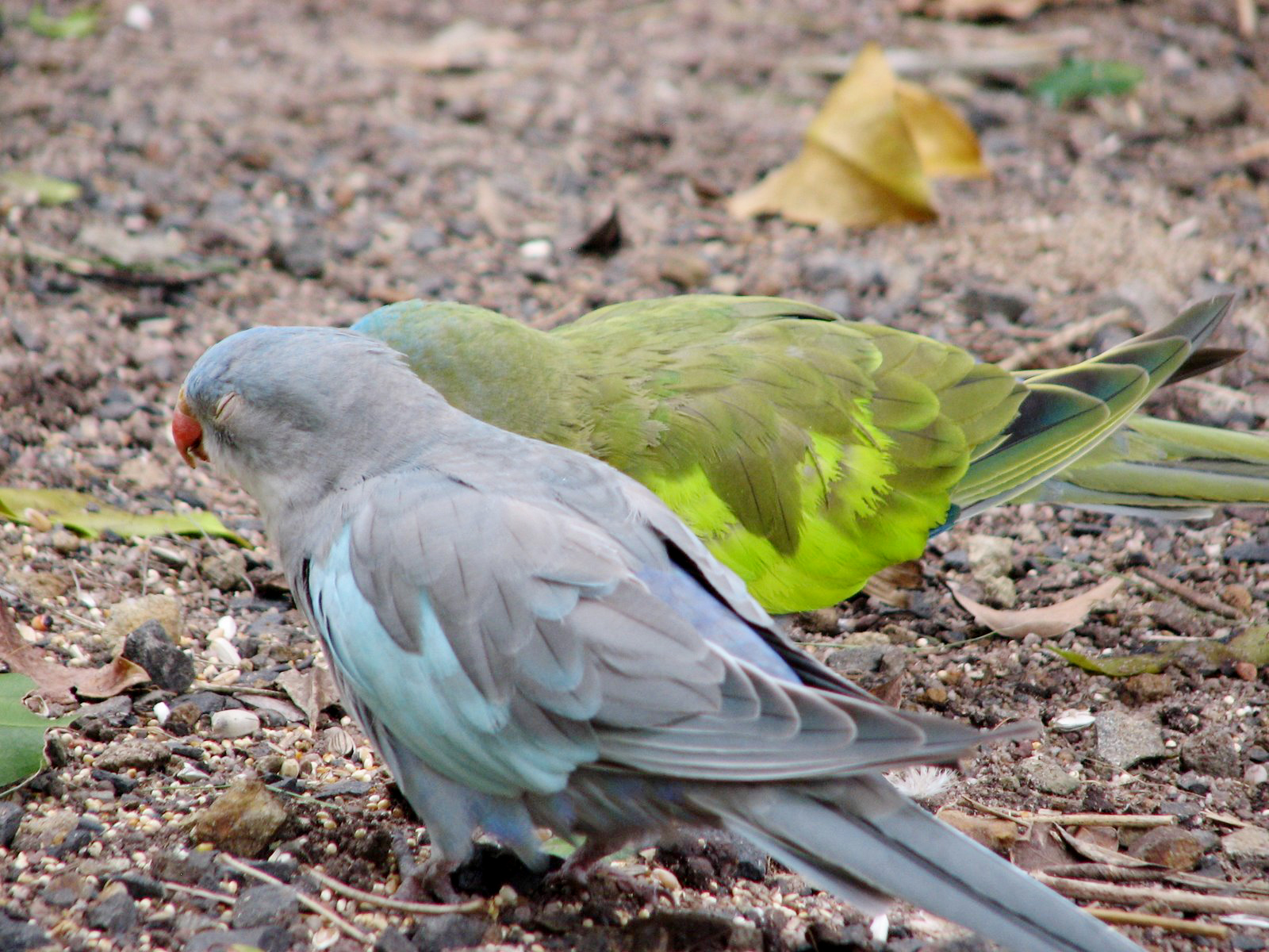 Colorful Princess Parrot