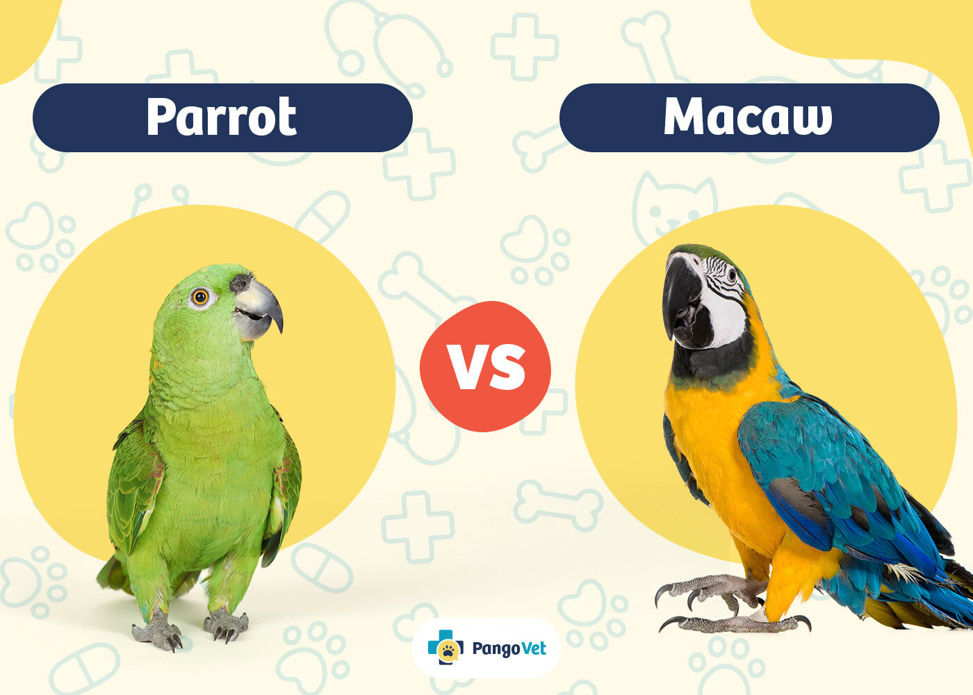 Parrot vs Macaw