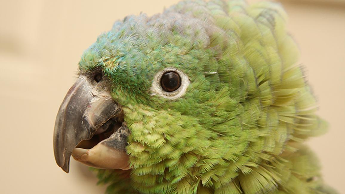 Amazon Parrot Lifespan