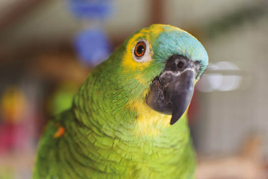 Amazon Parrots in Nature