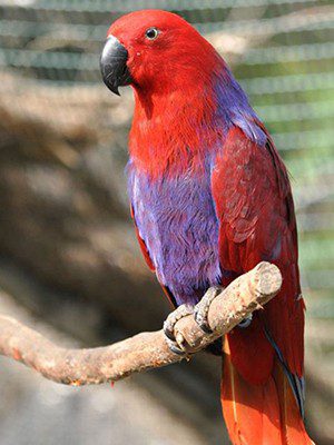 Eclectus Parrot Prices 2025