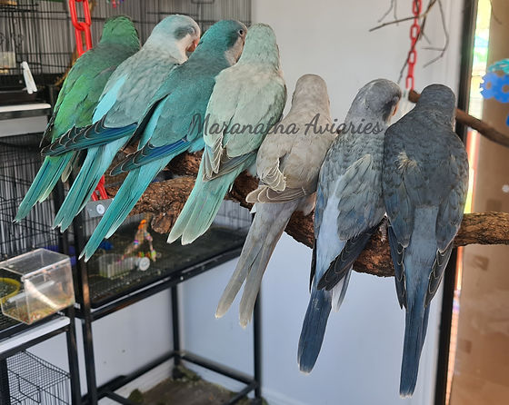 Different colors of Quaker parrots