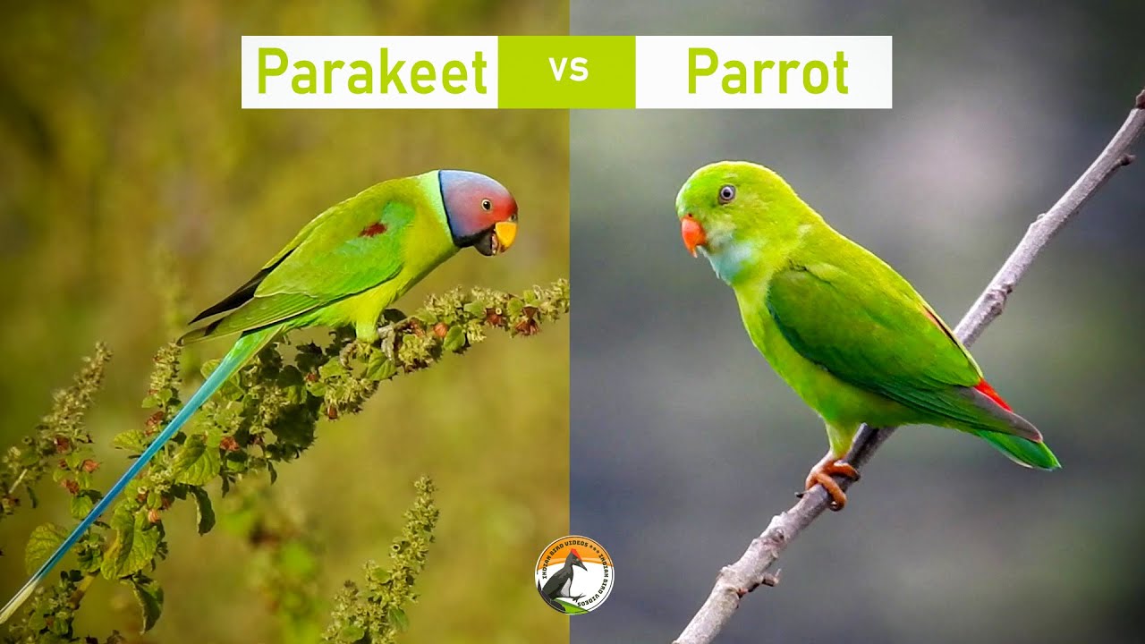 parakeet vs parrot