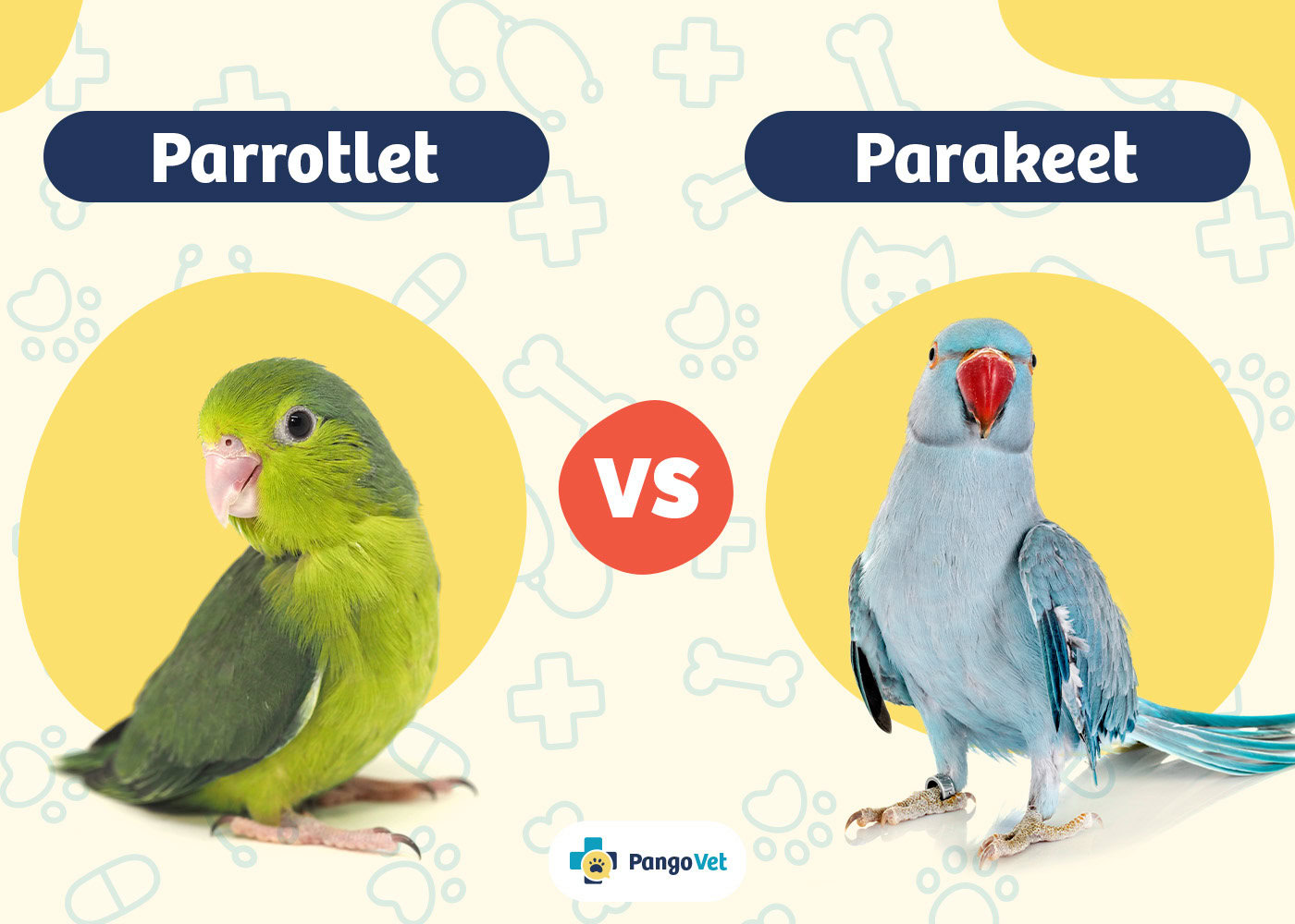 parakeets and parrots comparison