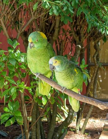 Different Parrot species in nature