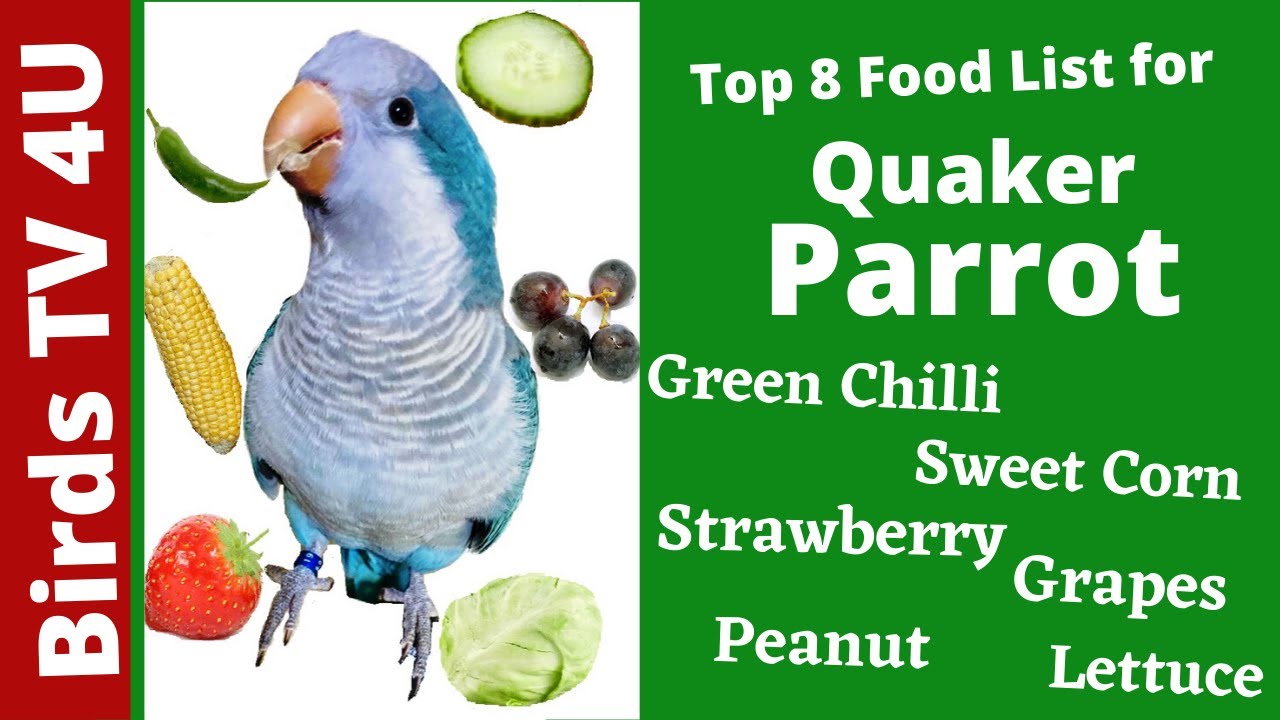 Quaker parrot food