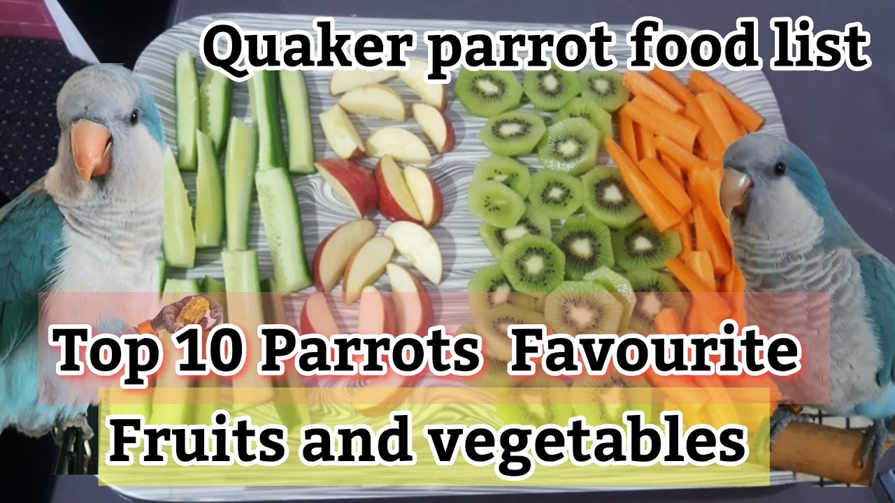 High-quality Quaker parrot food