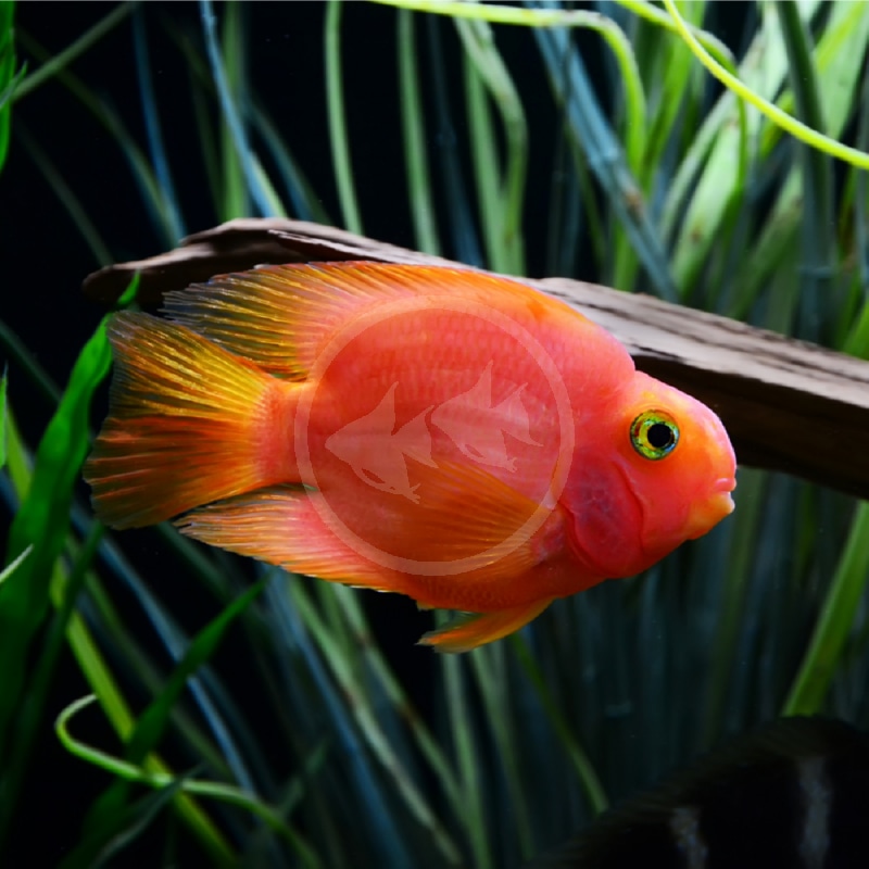 Blood Red Parrot Cichlid