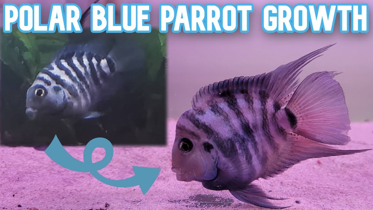 Colorful Polar Parrot Fish