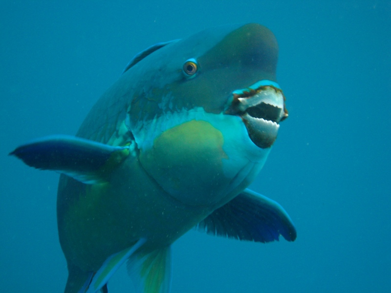 Parrot Fish Teeth