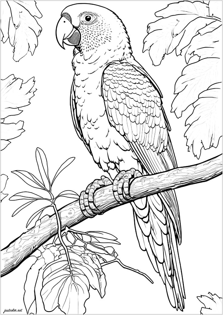 Parrot Coloring Page Example