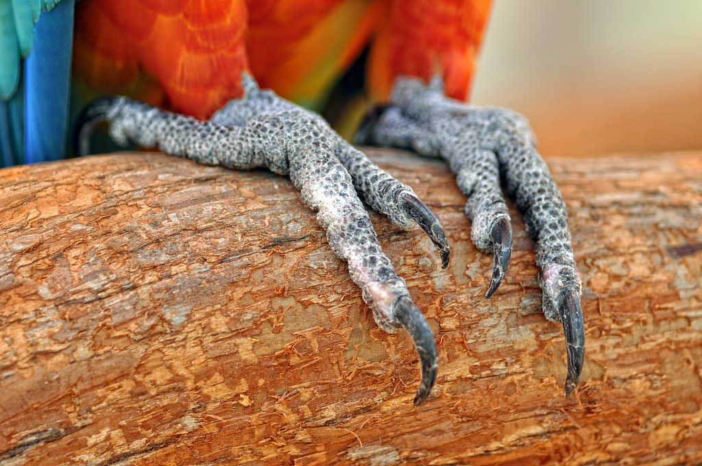 Healthy Parrot Feet