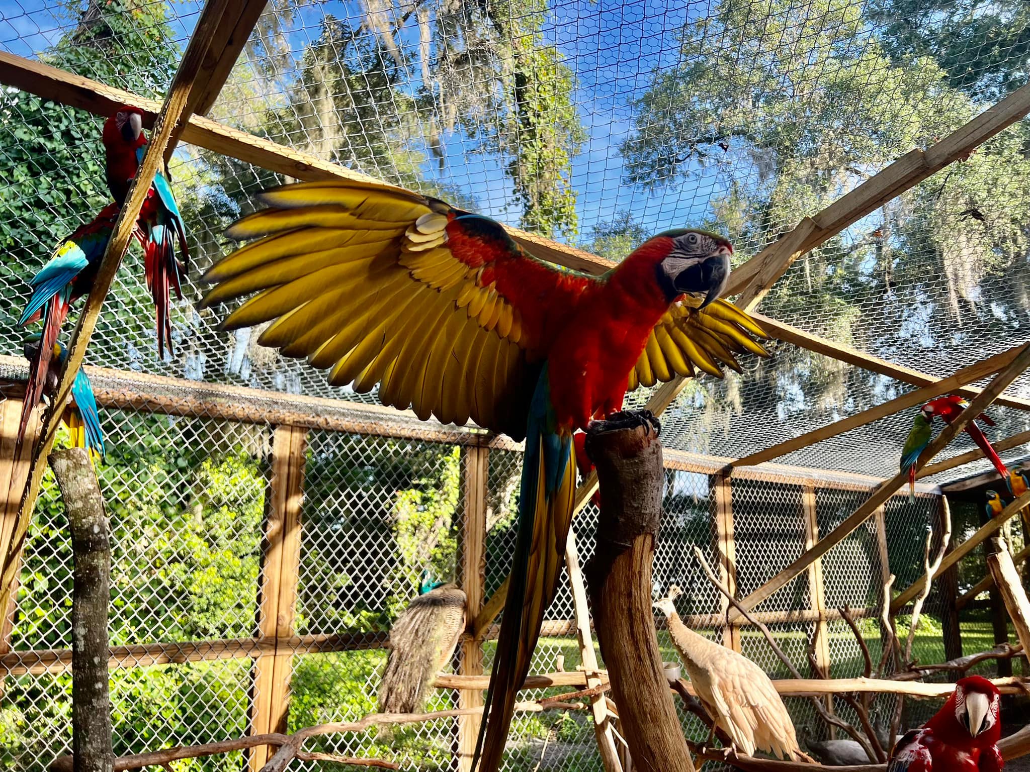 Parrot Sanctuary