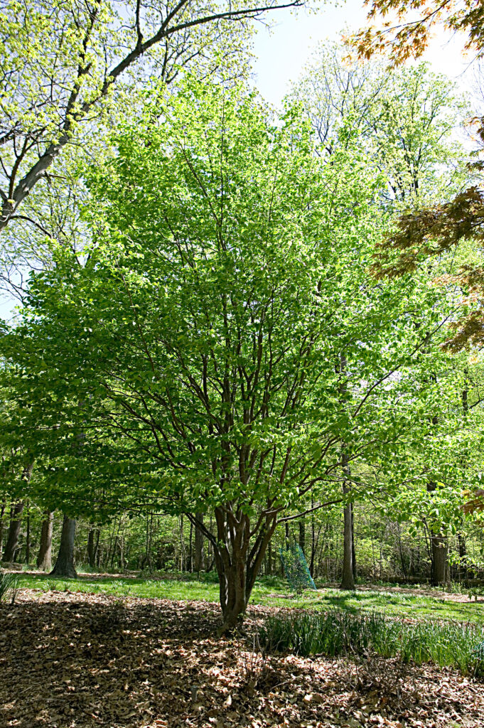 Parrotia Persica in Nature