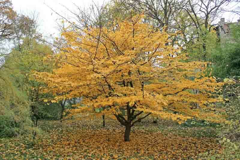 Stunning Fall Colors of Parrotia Persica