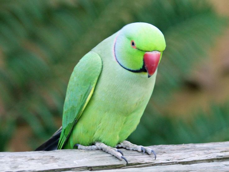 A green parrot perched on a branch