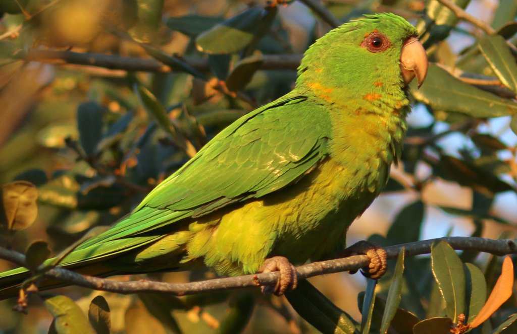 Colorful green parrot in the wild